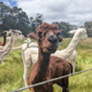 Meet your Posher, Faith